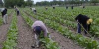 Piden política agrícola integral