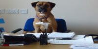  Pets at Work, genera un entorno laboral amigable
