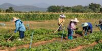 Llamado para emprendedores a transformar el campo mexicano