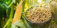 Se disparan los precios del maíz