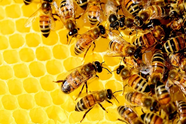 Un Zumbido de Ayuda para rescatar 4 millones de abejas