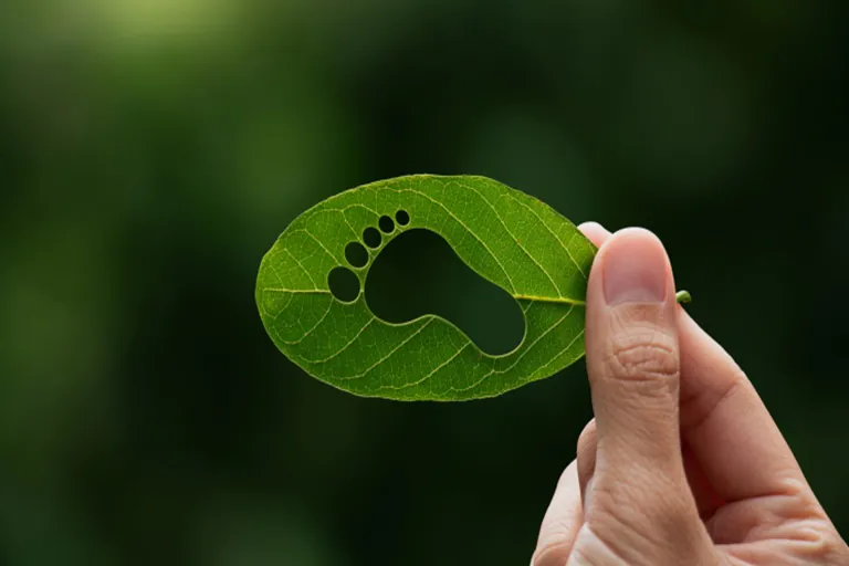 Calcular la huella de carbono: una oportunidad estratégica para las PyMEs mexicanas